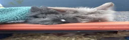 Lionhead rabbits for sale: Six baby lion heads for Sale ready now  - Advert 3