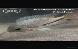 Catfish fish for sale: Fish for sale  - Image 4