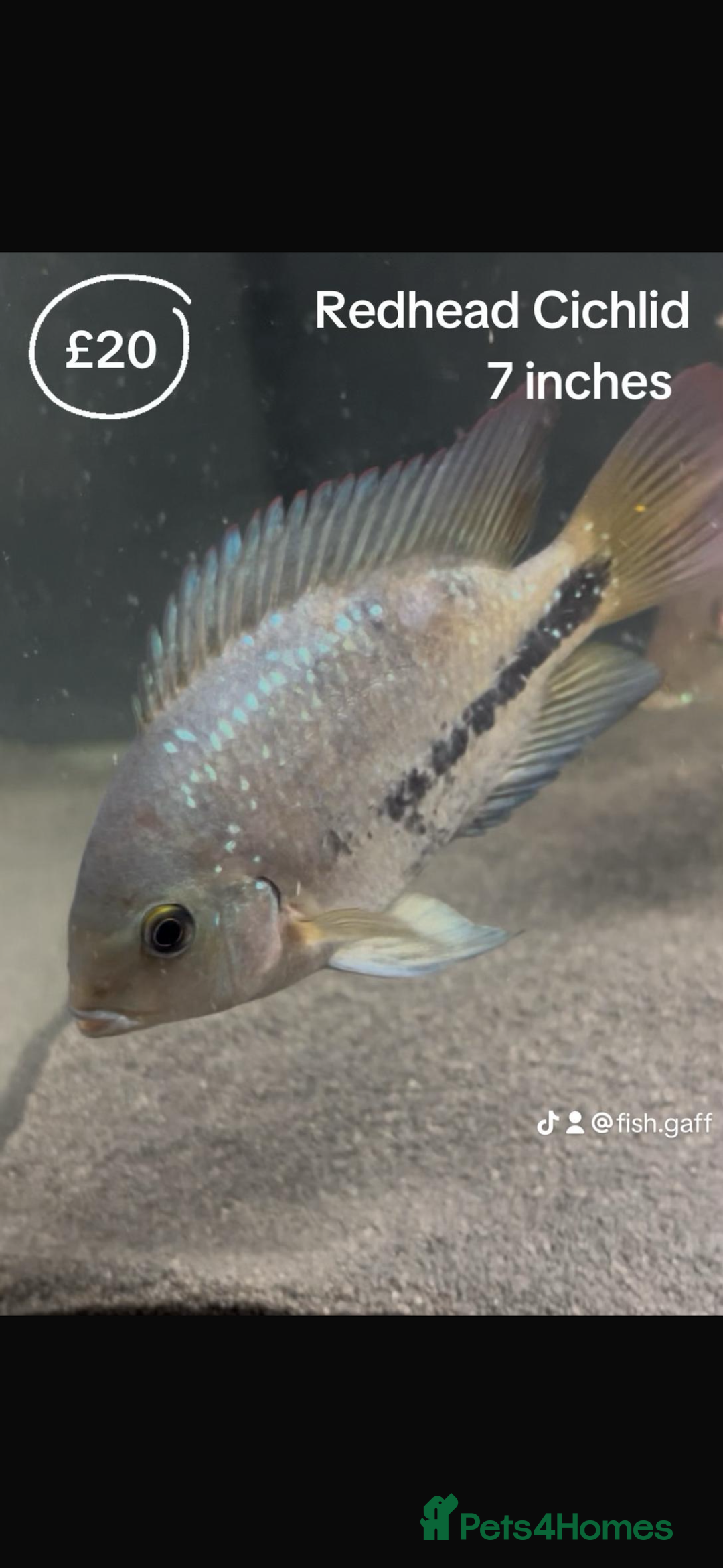 Catfish fish for sale: Fish for sale  - Image 4