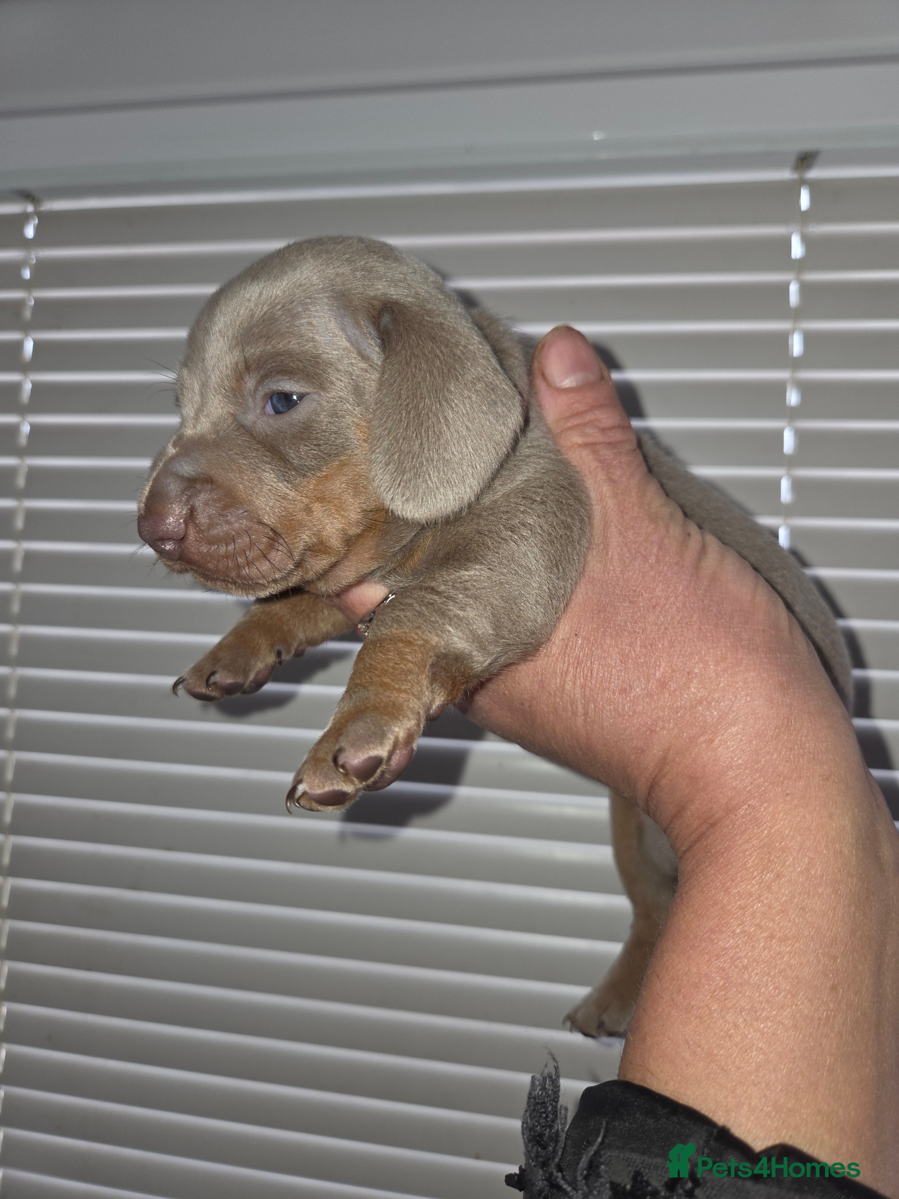 Miniature Dachshund dogs True Quality Minature Dachshunds - Advert 17