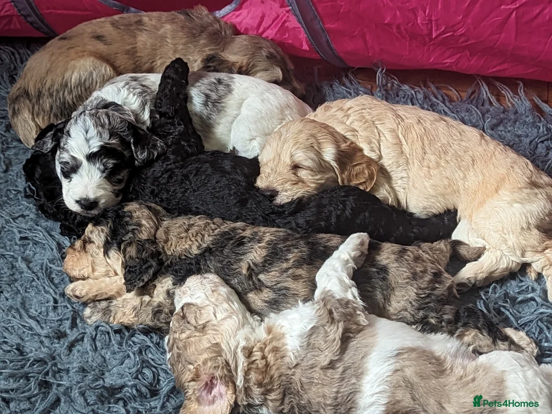 Cockapoo dogs for sale: Cockapoo pups due February  - Advert 4