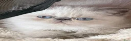 Exotic cats for sale: Colour Point Exotic Males - Advert 9