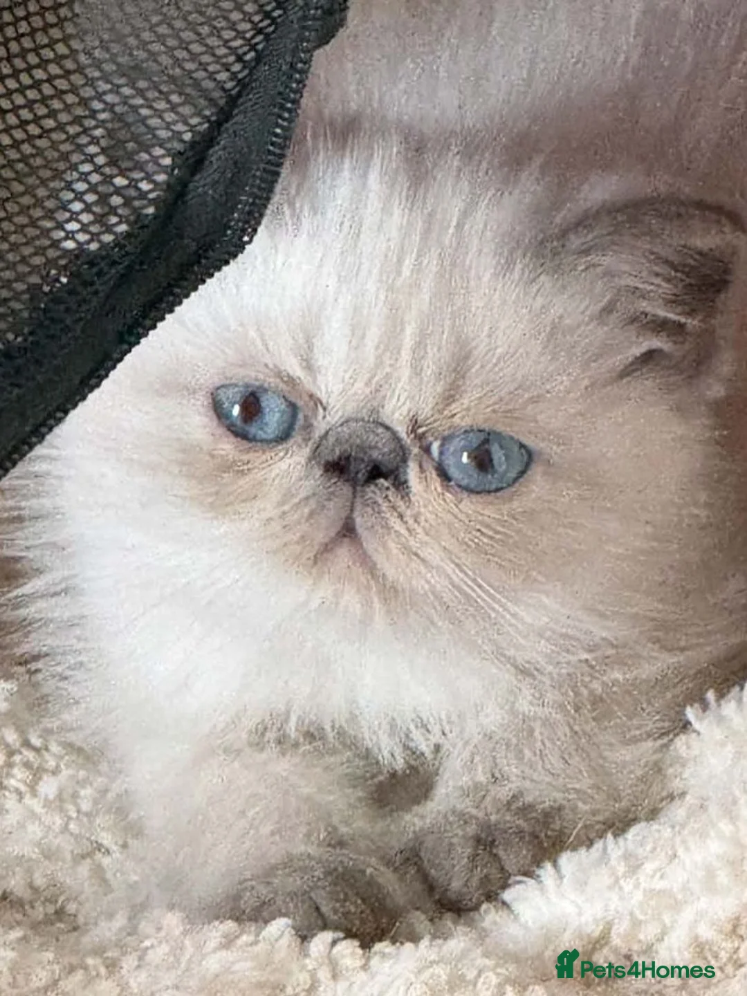 Exotic cats for sale: Colour Point Exotic Males - Advert 9