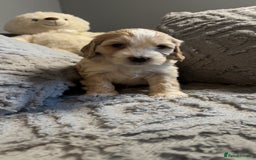 Cockapoo dogs for sale: Gorgeous f2 cockapoo pups  - Image 22