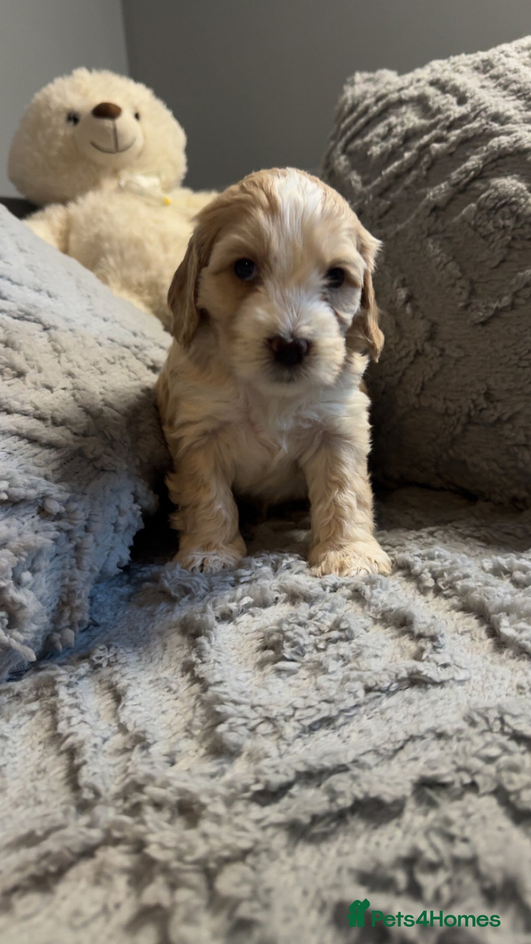 Cockapoo dogs for sale: Gorgeous f2 cockapoo pups  - Image 22