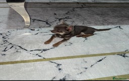 Chihuahua dogs for sale: Gorgeous lilac and tan chihuahua puppy - Advert 5