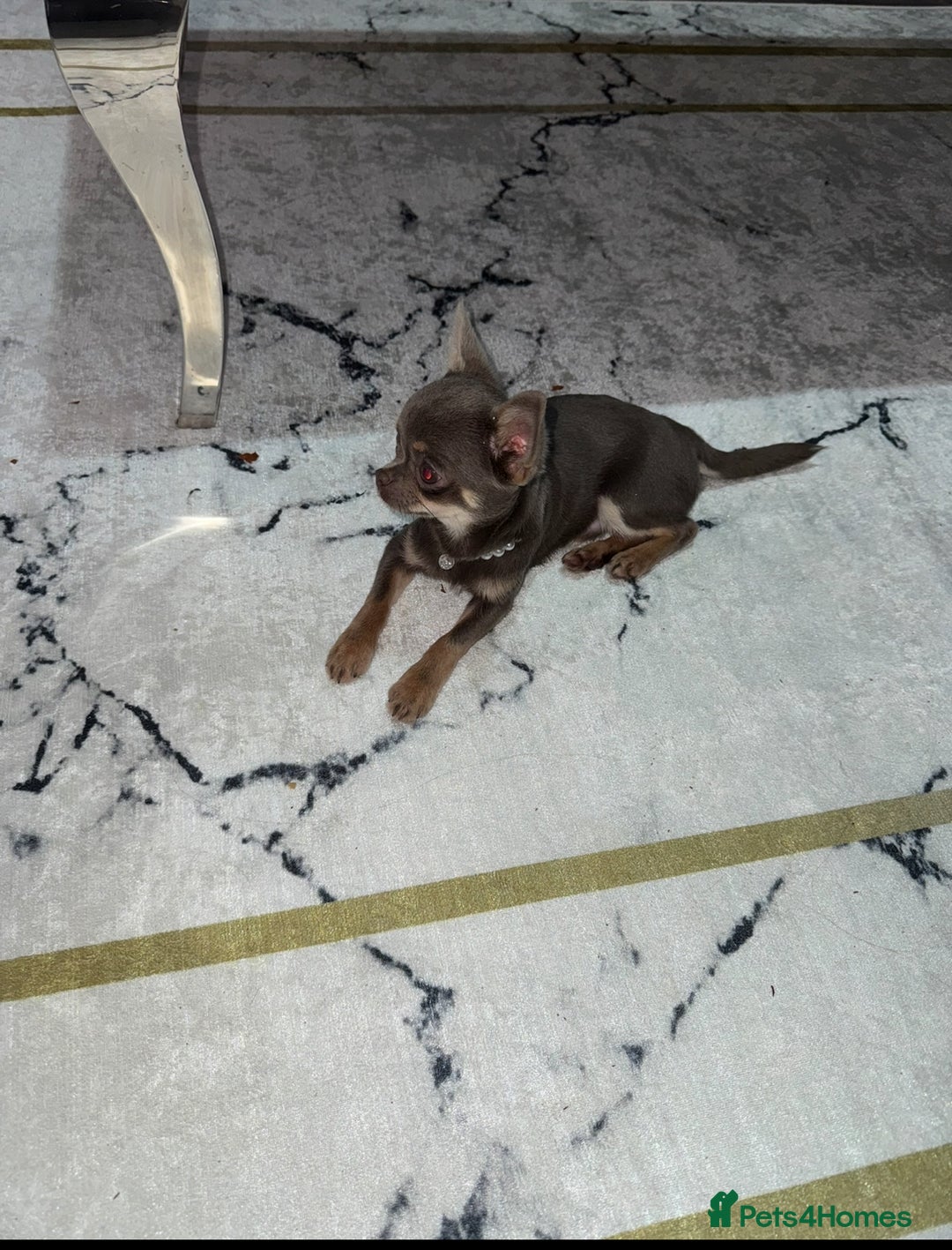 Chihuahua dogs for sale: Gorgeous lilac and tan chihuahua puppy - Advert 5