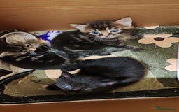 Mixed Breed cats for sale: Ch417dp  - Image 20