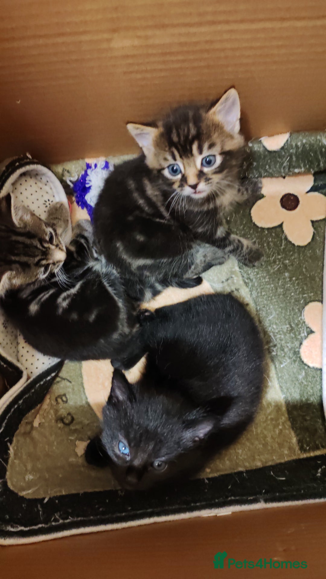 Mixed Breed cats for sale: Ch417dp  - Image 20