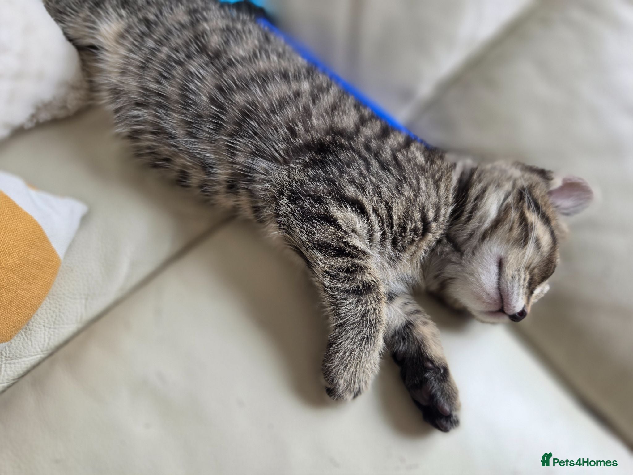 Mixed Breed cats Kitten - Advert 10