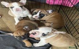 French Bulldog dogs for sale: Pedigree home bred French Bulldogs, Kc registered - Image 2