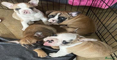 French Bulldog dogs - Advert 4