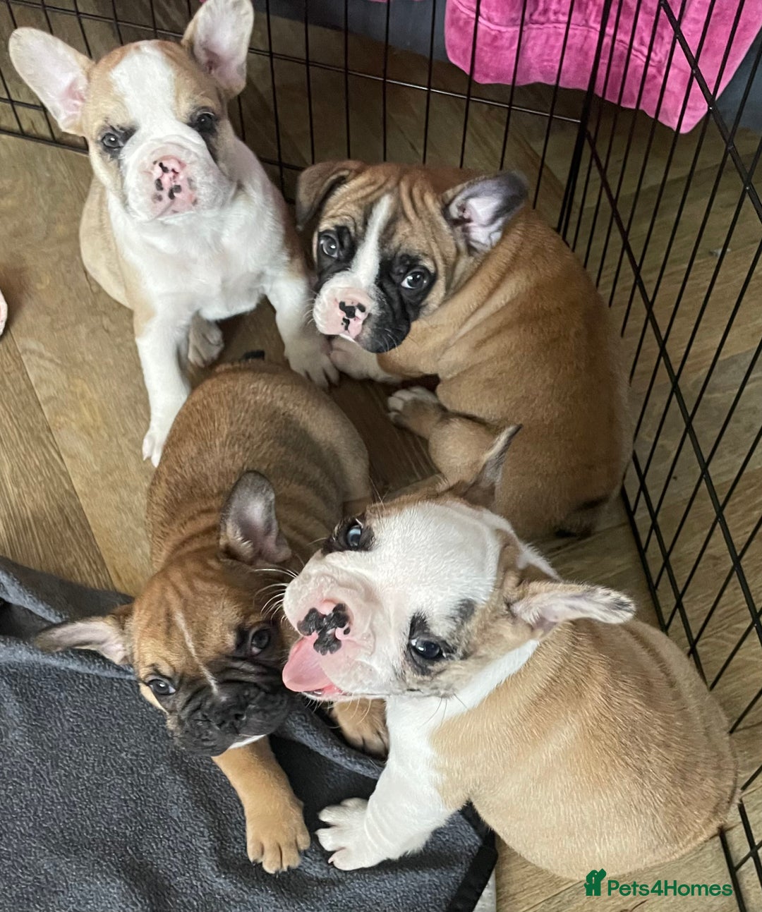 French Bulldog dogs for sale: Pedigree home bred French Bulldogs, Kc registered - Image 2