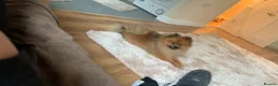 Pomeranian dogs for sale: Pomarain - Advert 4