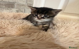 Maine Coon cats for sale: Maincoon cross kittens  - Image 2