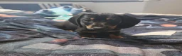 Dachshund dogs for sale: Mega cute half long haired dachshund puppies  - Advert 12