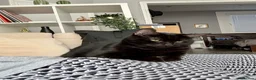 Domestic Shorthair cats for sale: Black/Grey Domestic Shorthair - Ambrose in London - Advert 2