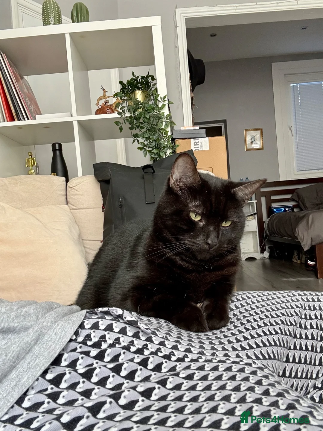 Domestic Shorthair cats for sale: Black/Grey Domestic Shorthair - Ambrose in London - Advert 2