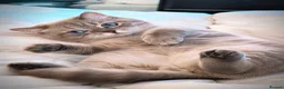 British Shorthair cats for stud: 🌊Proven STUD 🟦BSH Colourpoint King TICA/GCCF   - Advert 2