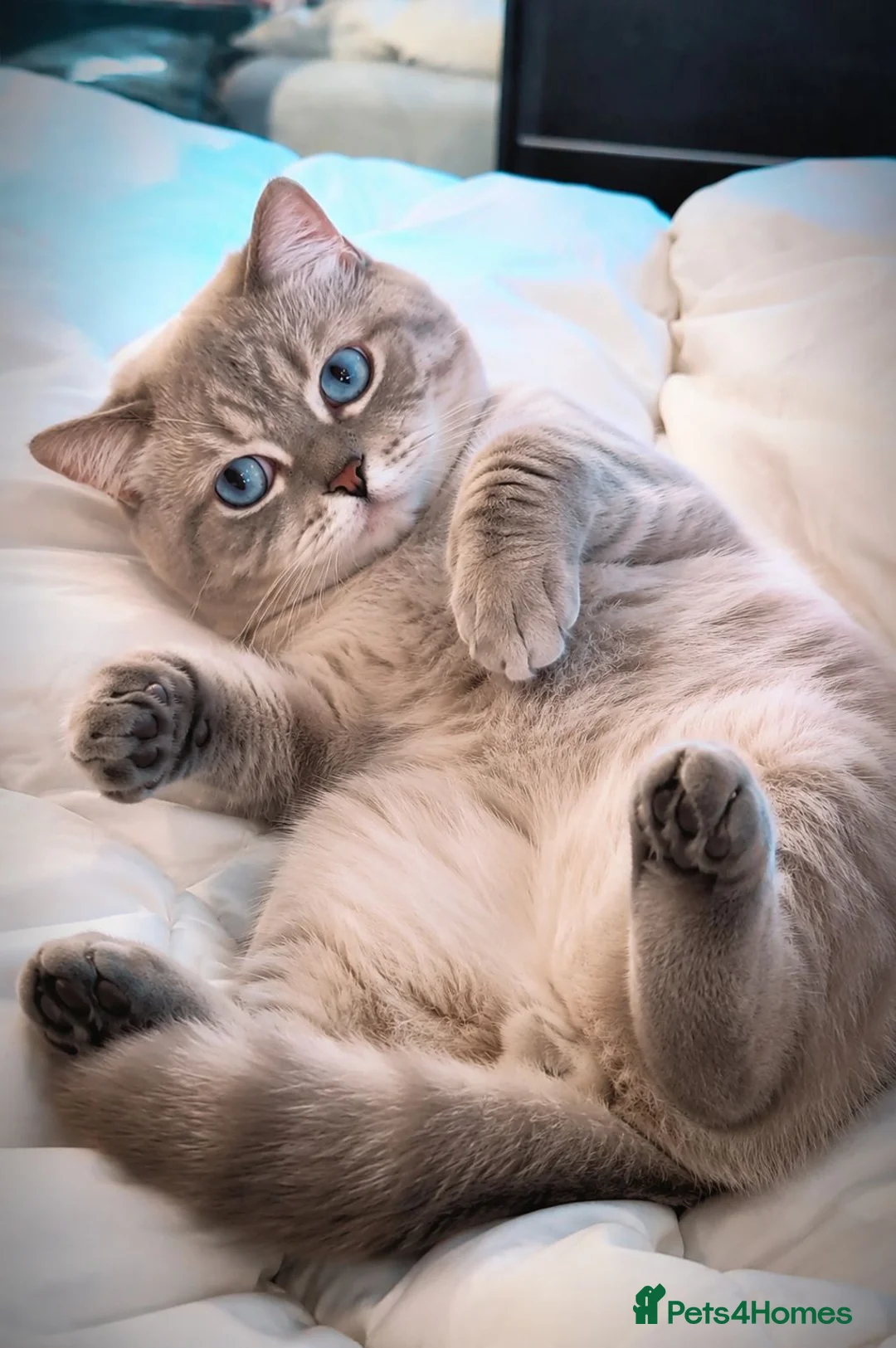 British Shorthair cats for stud: 🌊Proven STUD 🟦BSH Colourpoint King TICA/GCCF   - Advert 2