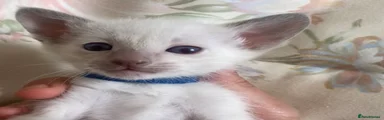 Siamese Kitten 1