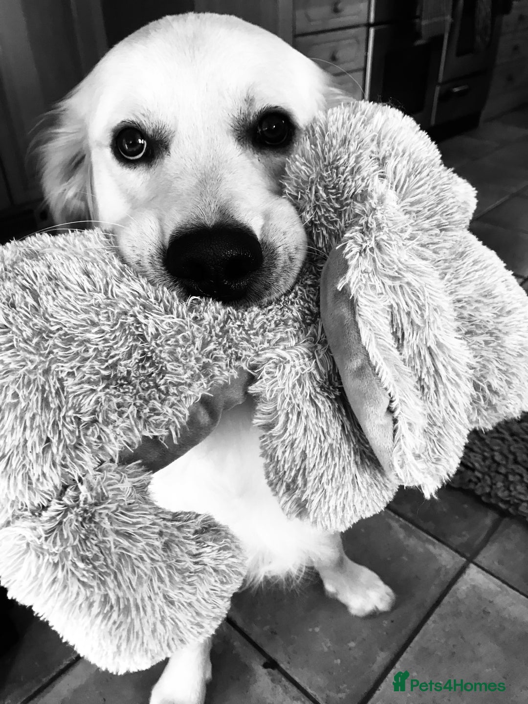 Golden Retriever dogs for stud: MAC DREAMER - Advert 10