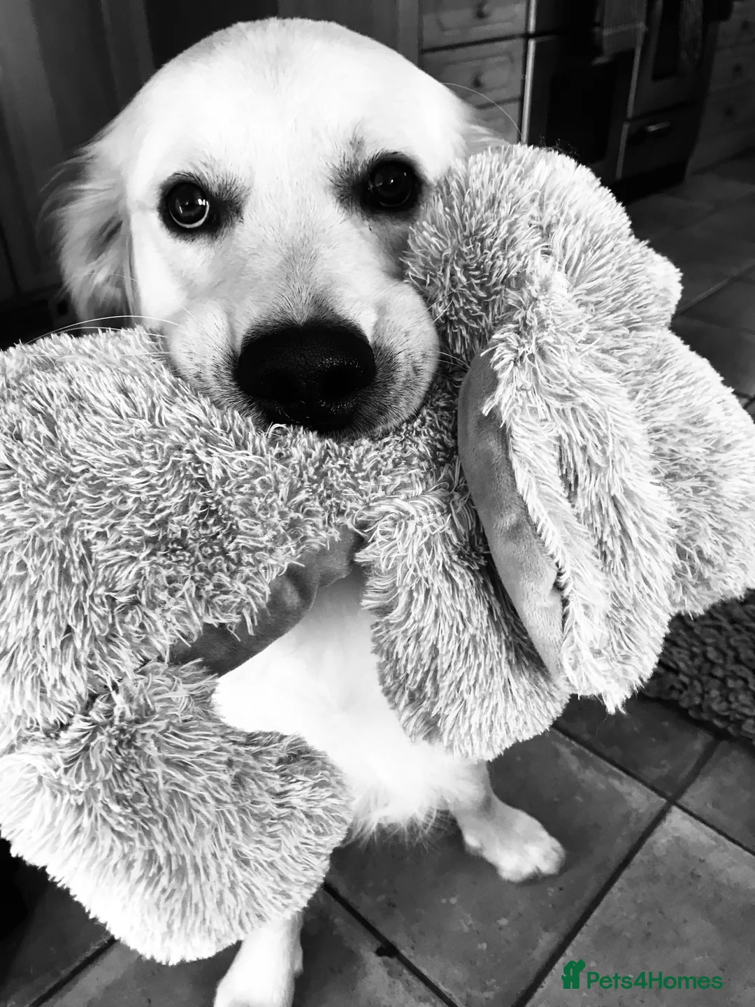 Golden Retriever dogs for stud: MAC DREAMER - Advert 10