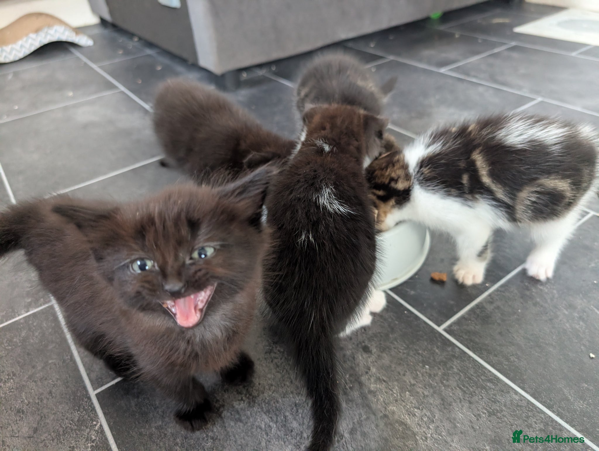Mixed Breed cats Kittens for sale - Advert 10