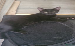 British Shorthair cats for sale: 3 kittens for sale 2 males 1 female  - Image 2