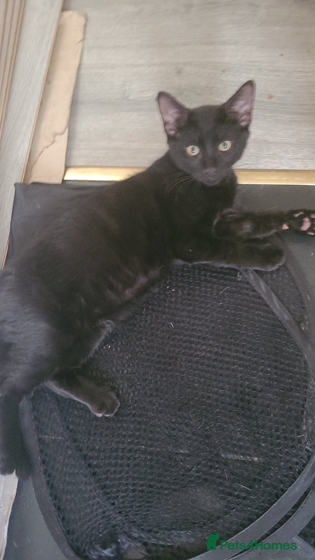 British Shorthair cats for sale: 3 kittens for sale 2 males 1 female  - Image 2