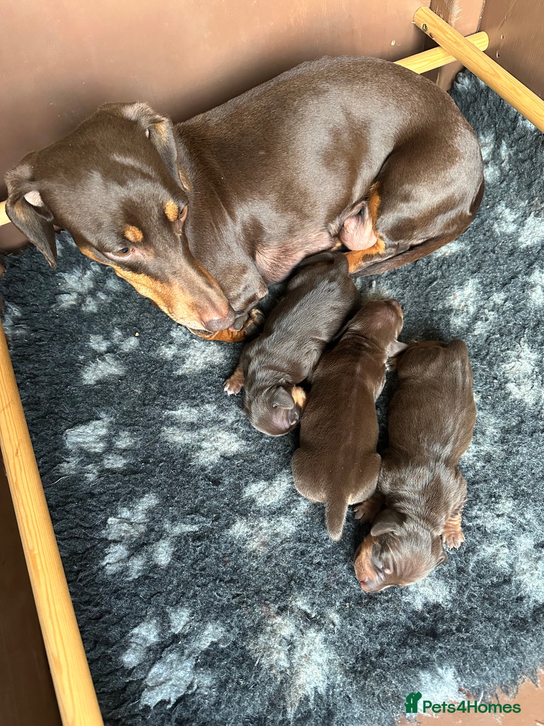 Miniature Dachshund dogs for sale: Mini daschund/ choc /tan girl - Image 6