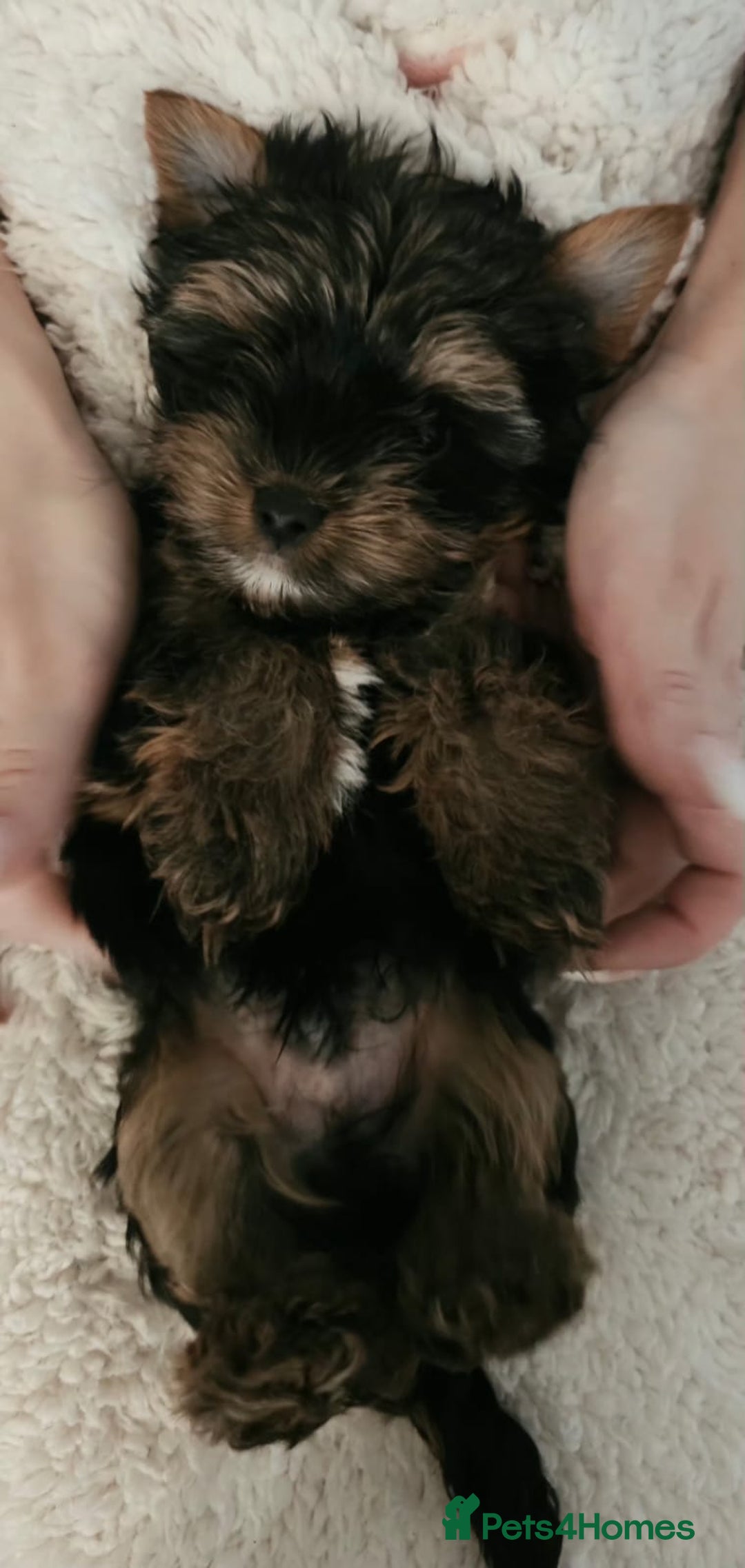 Yorkshire Terrier dogs for sale: Tiny Yorkshire Terrier with one boy merle - Advert 11