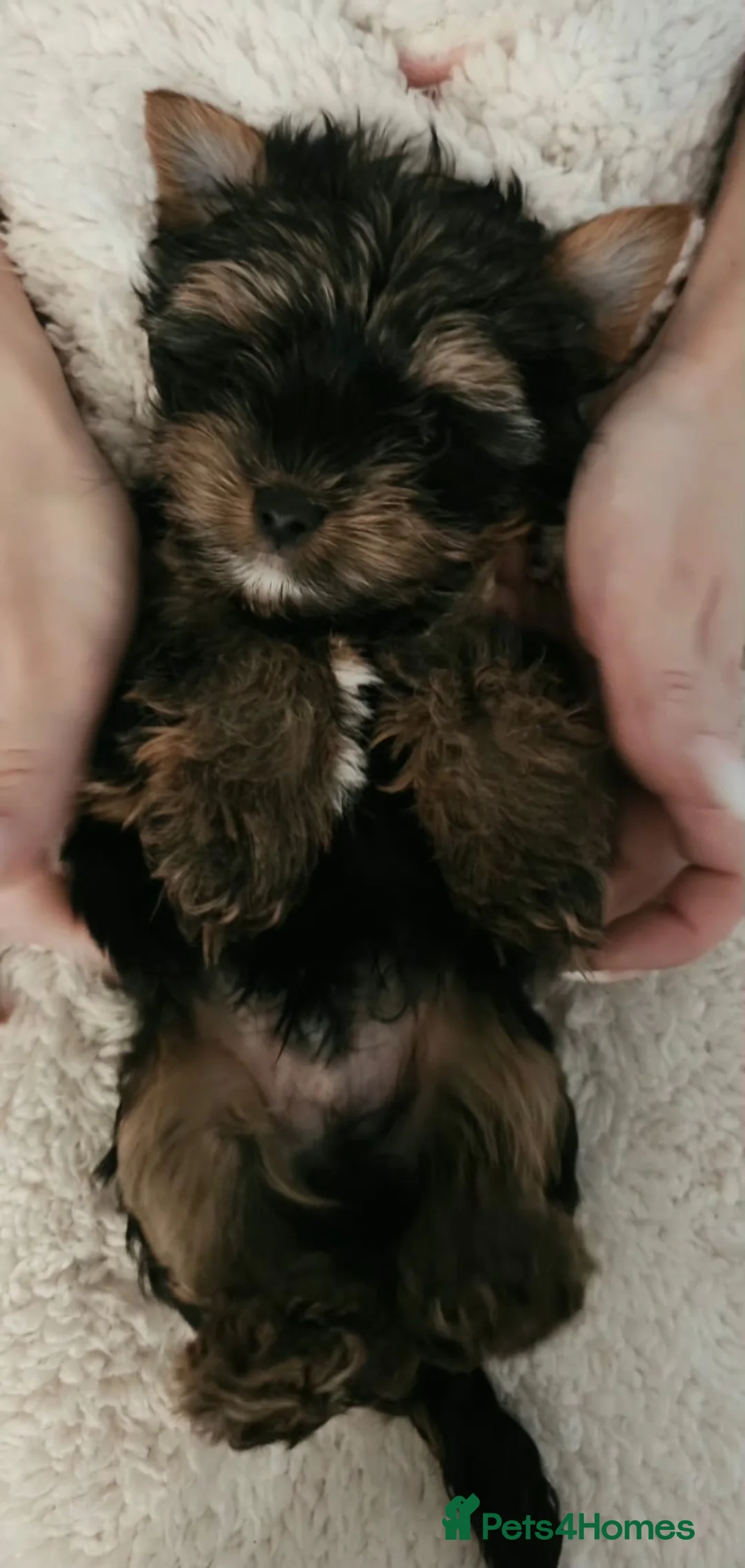 Yorkshire Terrier dogs for sale: Beautiful little Girl 💕Tiny Yorkshire Terrier  - Advert 21