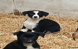 Border Collie dogs for sale: Sheepdog puppies - Image 4
