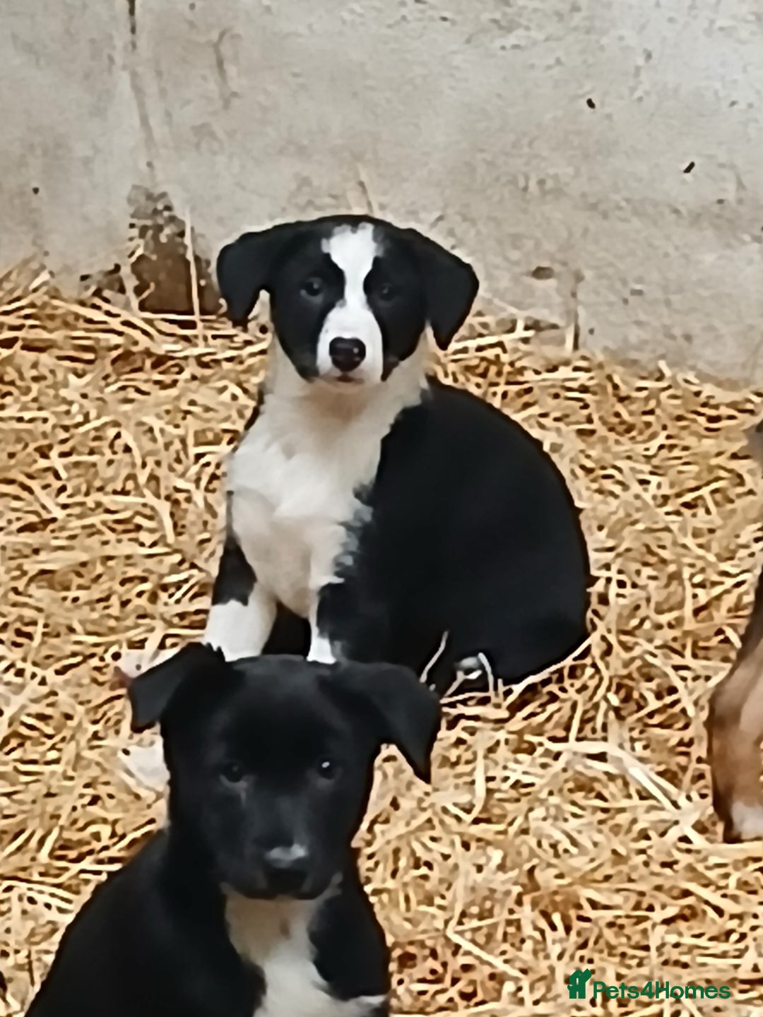 Border Collie dogs for sale: Sheepdog puppies - Image 4