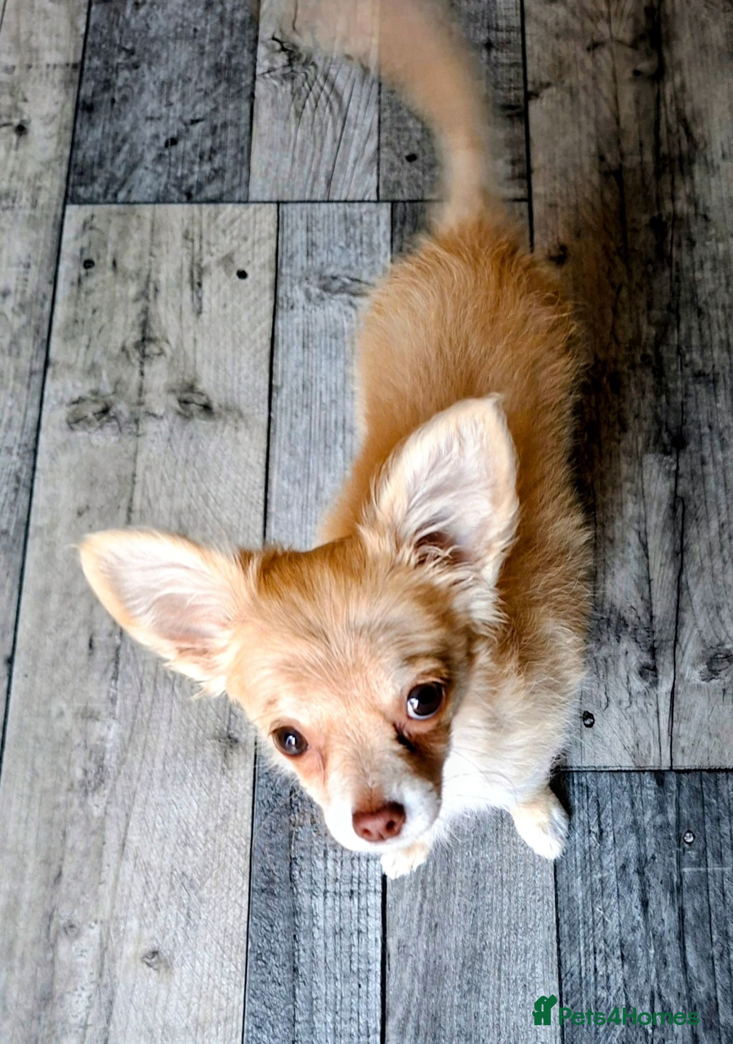 Chihuahua dogs Chihuahua  - Advert 3