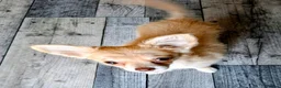 Chihuahua dogs for sale: Chihuahua  in Swansea - Advert 1