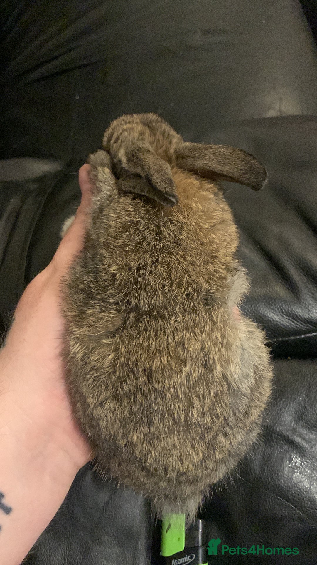 Lionhead rabbits for sale: 4 baby bunnys for sale - Image 7