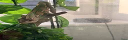 Chameleon reptiles for sale: Male chameleon  - Advert 4