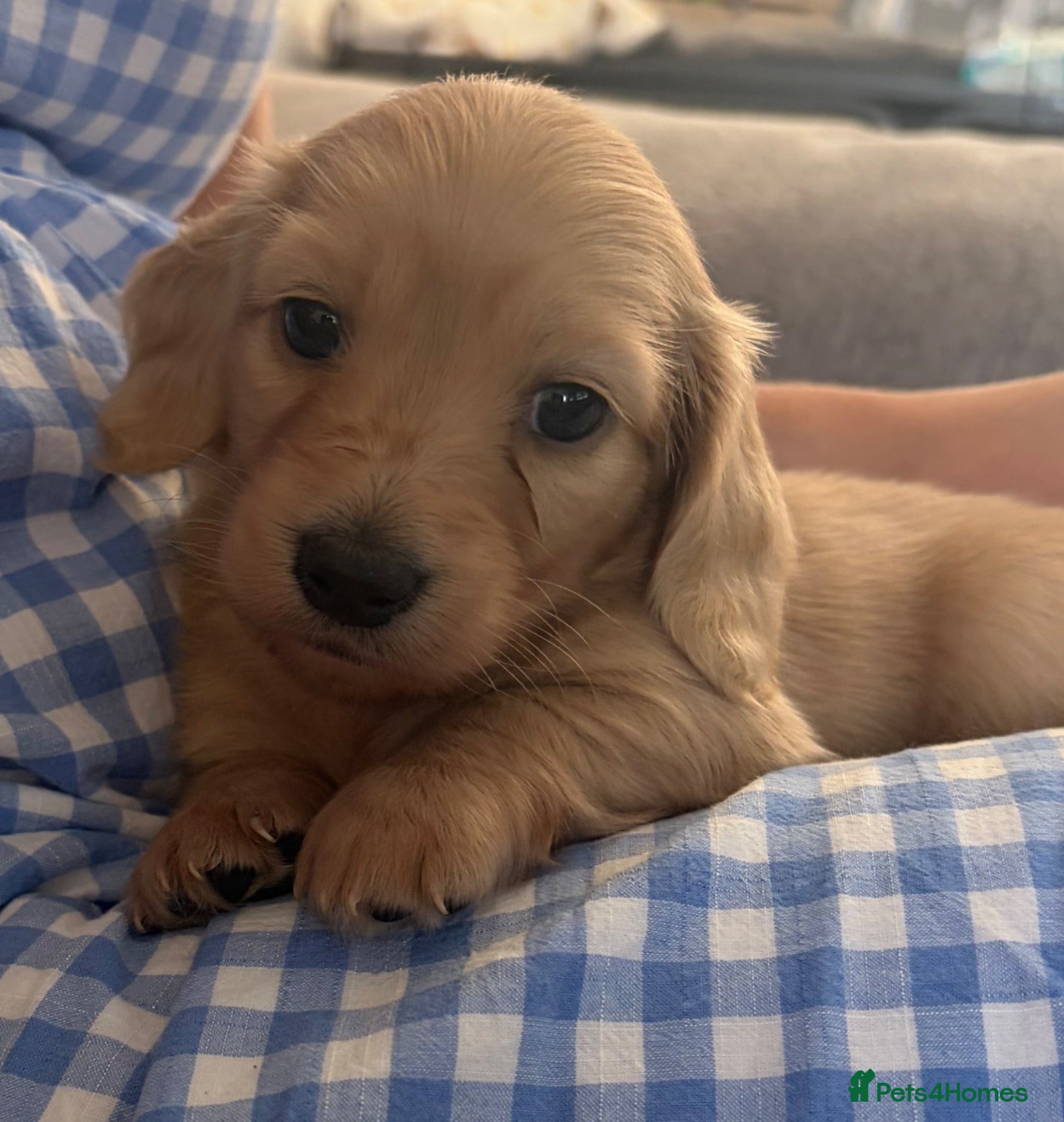 Miniature Dachshund dogs Cream Longhair Miniature Dachshund  - Advert 1