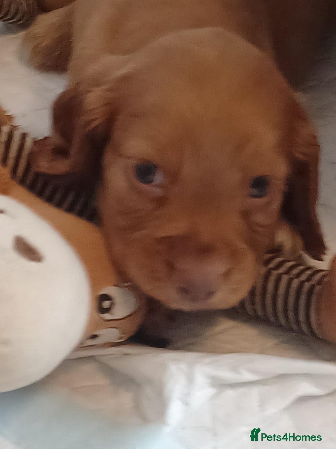Cocker Spaniel dogs for sale: Kc reg cocker spaniels ready 17th Aug - Image 3