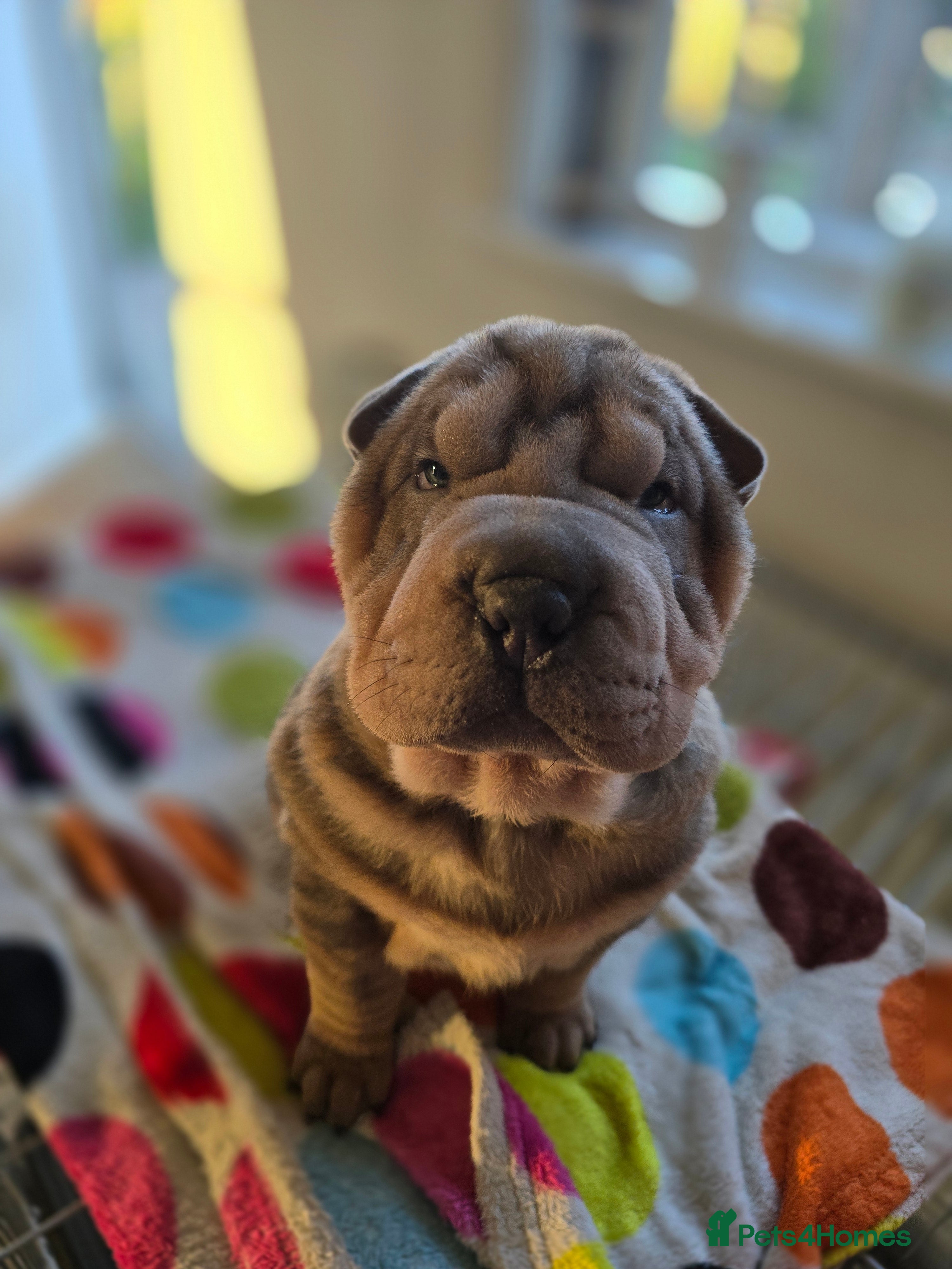 Shar Pei dogs 1 Sable coloured boy left - ready 18th January! - Advert 2
