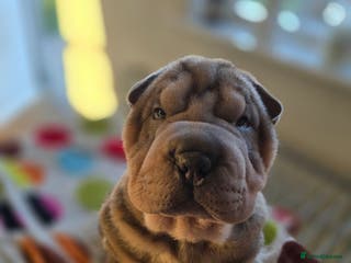 Shar Pei dogs 1 Sable coloured boy left - ready 18th January! - Advert 4