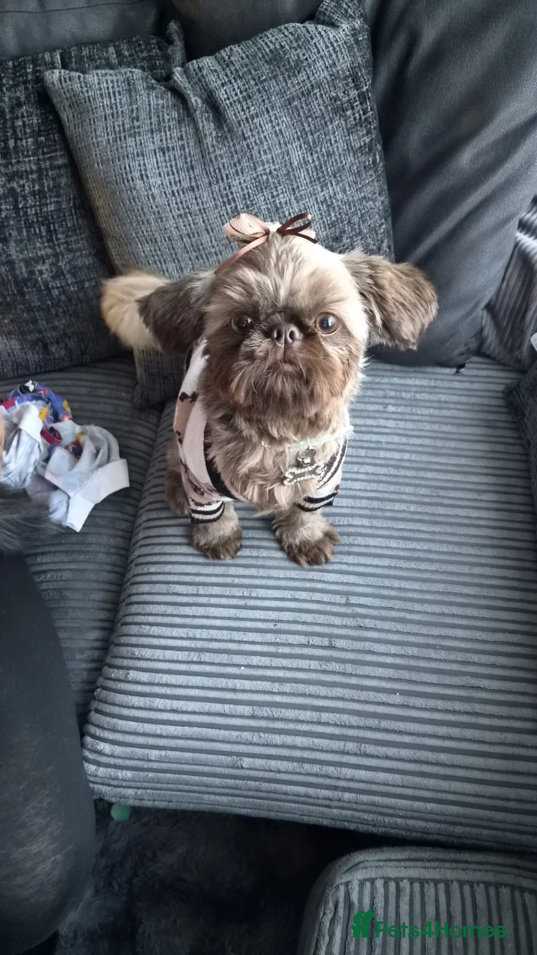 Shih Tzu dogs for sale: Gorgeous 9 month old male imperial Shihtzu  - Advert 5