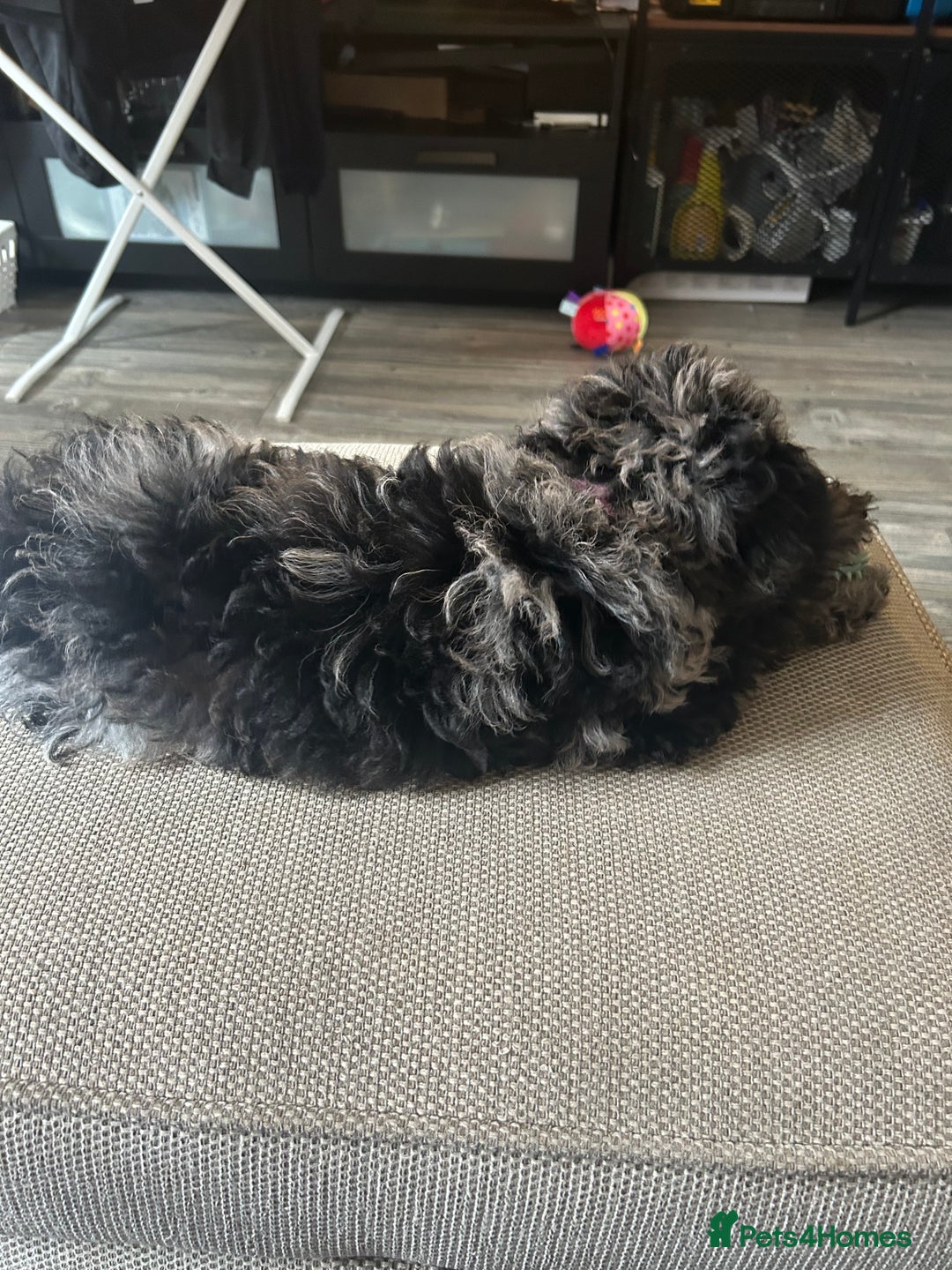 Cockapoo dogs for sale: Merle Cockapoo bitch - Image 3