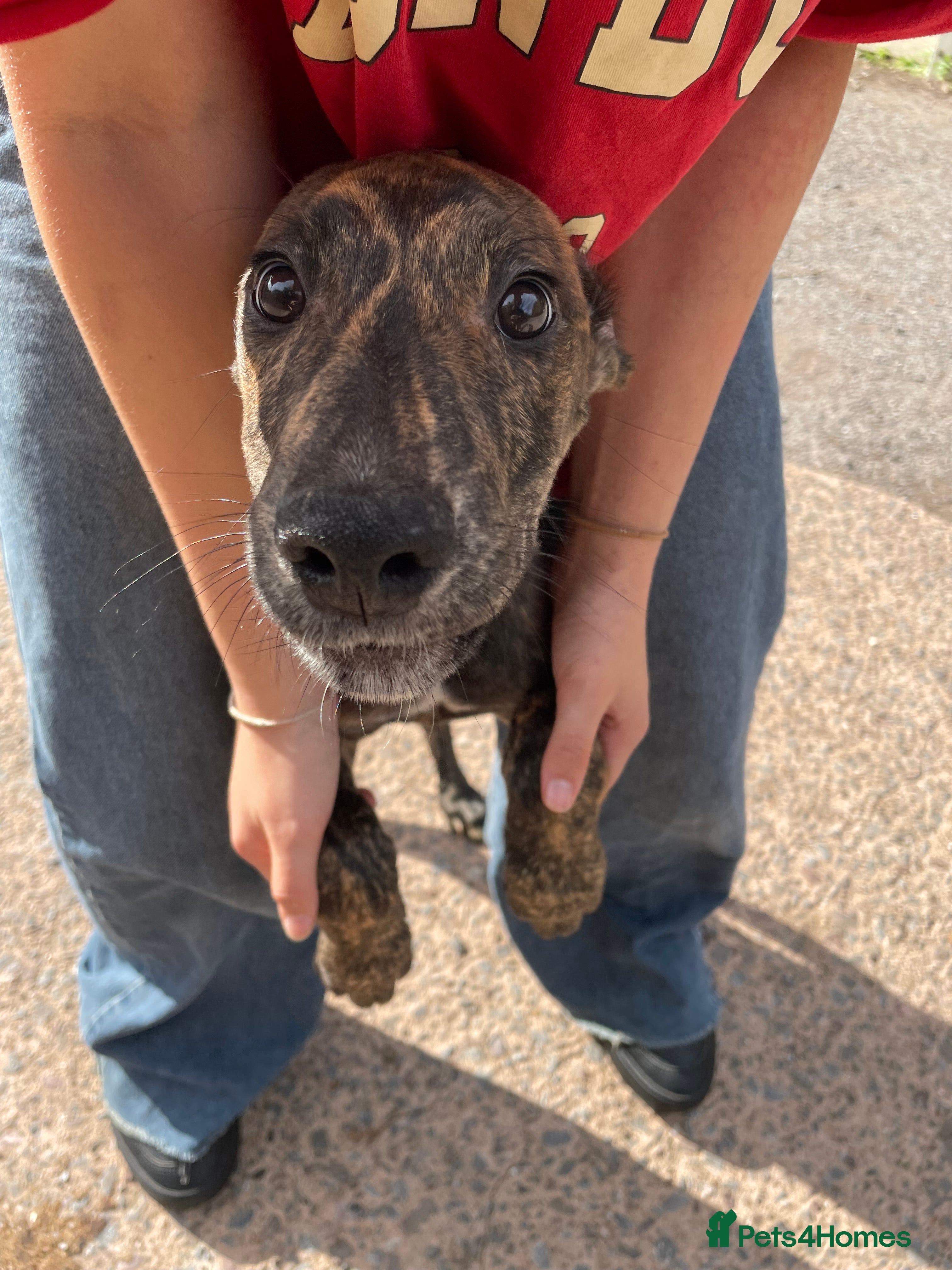 Lurcher dogs Beautiful Brindle puppies - Advert 1