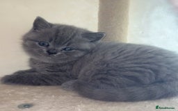 British Shorthair cats for sale: Beautiful BSH Kittens - Ready to leave ASAP - Image 16