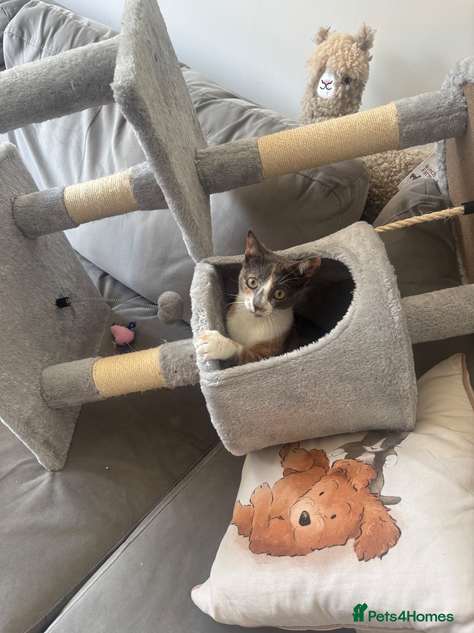 Domestic Shorthair cats 9 Month Old Kitten, Kova  - Advert 4