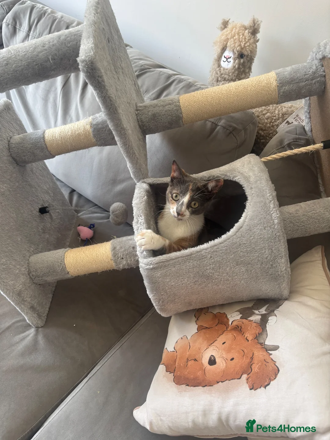 Domestic Shorthair cats for sale: 9 Month Old Kitten, Kova  in Glasgow - Advert 1