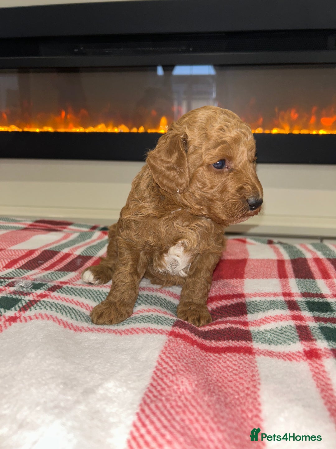 Miniature Poodle dogs for sale: 🐩Gorgeous deep red miniature poodles - Advert 9